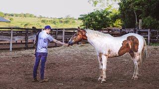 How To Tame A WILD Horse! (The Simplest Way!) First Touch To First Haltering!