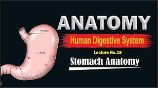 Stomach anatomy | Location, parts, Blood and Nerve supply, venous drainage | Top lesson4u