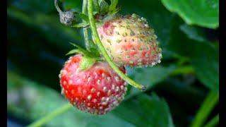 Strawberry plant diseases| strawberry leaf curl | strawberry powdery mildew