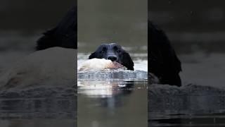 Flooded Timber Duck Hunting! | Duck Hunting #duckhunting #floodedtimber #duckhunt #publicland