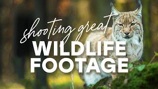 Tips For Shooting Great Wildlife Footage