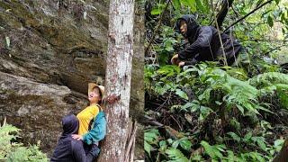 Bad guy stalks girl in the forest | Harvesting medicinal plants | plant care | rural life | Lý Sùng