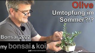 Bonsai 2022-45 - Olive - Olea - Umtopfung mitten im Sommer + Schweiz-Ausflug