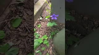 Found this little beauty today, Are you familiar with this flower?