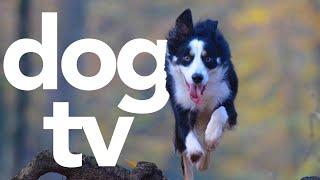 DOG TV - Exciting Video for Your Dog to Watch (Petflix)