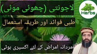 Benefits of Lajwanti | Lajwanti ke Fayde | لاجونتی کے فائدے | Hakeem Zia ur Rehman