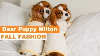 Dear Puppy Milton: Fall Fashion | Dog Apparel for Fall and Winter