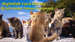 Cara Kucing Berkomunikasi Dengan Sesama Kucing | Bahasa Tubuh Kucing