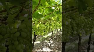 28/Sep Thompson seedless