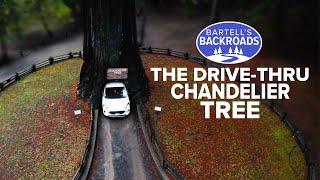 Chandelier Tree of Mendocino County: so big you can drive your car through it | Bartell's Backroads