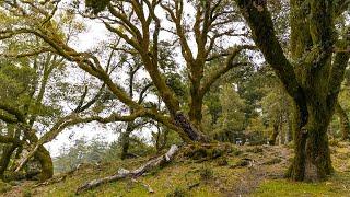 Hiking to Mt. Tamalpais' Lake Lagunitas via Rock Spring Road | Loyal Kinfolk Travel