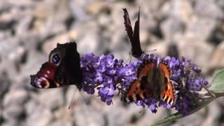 Trädgårdsliv: Fjärilfest på buddleja