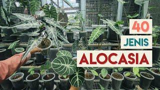 40 Jenis Tanaman Hias ALOCASIA /  ALOKASIA