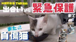 [緊急保護]野良猫「トビ」との出会い[TNR活動]ストーカーになった猫が怪我をしたので保護しました。冒頭、嬉しいお知らせあり→サバ白くんトライアル決定！タマちゃん改めレオが正式譲渡