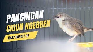 PANCINGAN CIGUN NGEBREN AK47