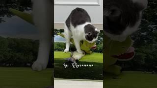 탐욕스러운 고양이ㅋㅋㅋ 둘 중 하나만 하자