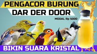 Modal 5 Ribu Burung Jadi Gacor Dor KESURUPAN II Burung Kecil,Burung Pemakan Madu,Milet