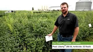 Soybean Weed Management: Western Midwest Grow More Experience Virtual Tour