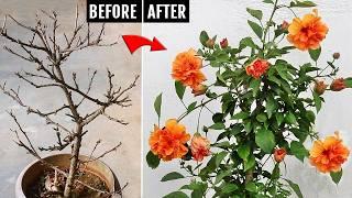 My 5 SECRETS to SAVE or REVIVE a dying Hibiscus plant EASILY