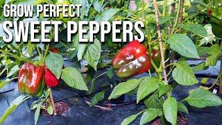 How to Grow Sweet Peppers (Seed to Harvest)