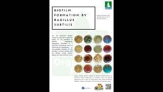 Biofilm formation by Bacillus subtilis!!