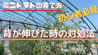 【ミニトマトの育て方】背が伸びた時の対処法3選「初心者必見」