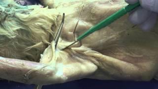 Cat Dissection, Muscular System - Whole Video