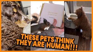 These Pets Think They Are Human!  #compilation | PAWSOME PETS