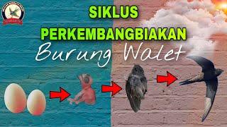 Siklus Perkembangbiakan Burung Walet | Swiftlet Breeding Cycle #SiklusPerkembangbiakanBurungWalet