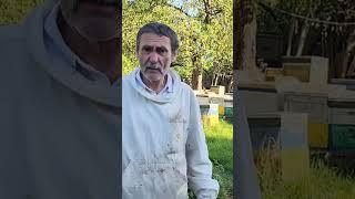 Плохая новость для пасеки #пчеловодство #пчелаглу #beekeeper