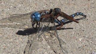 Assassin Fly Killing Dragonfly