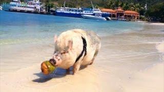 Couple Buys Teacup Pig Who Surprisingly Becomes 250-Pound Traveling Pet