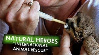 International Animal Rescue Promo