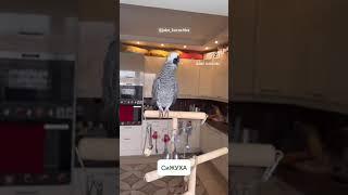 Валерочка птица говорун