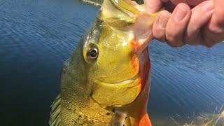 Peacock Bass down in south Florida.