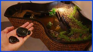 My New Indoor TURTLE POND Setup!