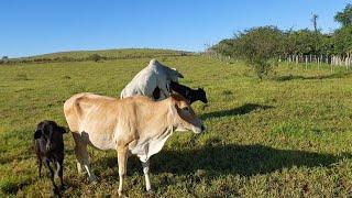 Tourinho Nelore Já  começou a crusar. Vaca Gir Tá pertinho de parir .