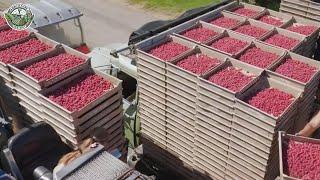 How 374 Million Pounds Of Raspberry Are Harvested By American Farmers | Agriculture Technology