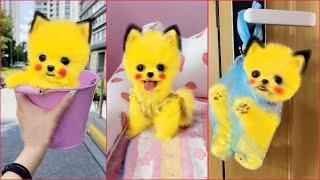 Tik Tok Chó Phốc Sóc Mini  Funny and Cute Pomeranian #276