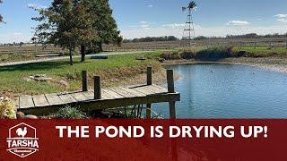 The Pond is Drying Up!