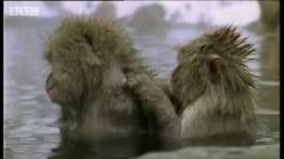 Monkeys relaxing - BBC wildlife