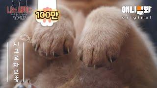 나는 태어난 지 30일 된 시고르자브종 새끼다 [애니멀봐 나새끼 17호]ㅣWe are 30-Days-Old Mutt Dog