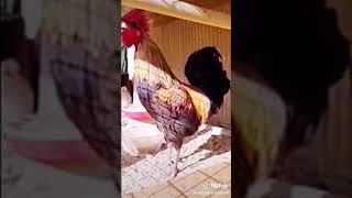 funny rooster