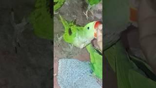 #parrot,school parrot,talking parrot,parrot 