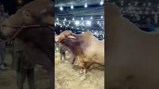 Afridi cattle farm ka fully heavy bachada ️