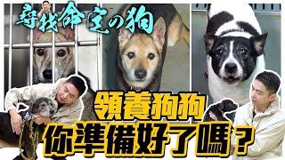 給浪浪一個家！領養狗狗，你準備好了嗎？Adopt a dog｜@熊爸估狗dogtrainer