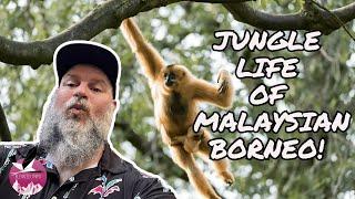 Jungle Adventure in Borneo:  Orangutans, Probiscus Monkeys, Sun Bears, Oh My!