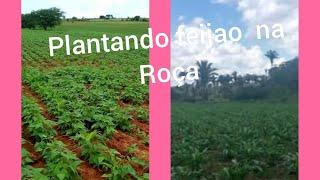 MARIDO PLANTANDO FEIJAO NA ROÇA/POR ANA RIBEIRO.