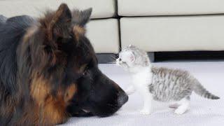 German Shepherd Wins Kitten's Heart In Just 2 Meetings