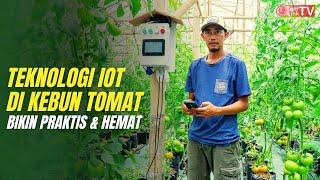 Budidaya Tomat Beef dengan Teknologi Smart Farming. Perawatan Praktis Serba Otomatis